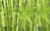 BAMBU 20ML