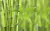 BAMBU 20ML