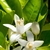 FLOR DE AZAHAR