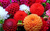 FLOR DE DALIA