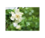 GARDENIA