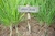 LEMONGRASS 20 ML