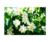 JASMINE 20ML