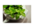 MINT 20ML