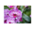 ORCHID