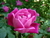 ROSAS 20ML