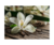 VAINILLA 20 ML