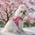 D204 - Peitoral Pied Rosa - Oh My Dog!