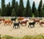 8 Cavalos Fazenda 1/64 1:75 - loja online