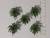 5 Palmeiras JARDIM 2,7cm a 4,5cm - loja online
