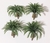 5 Palmeiras JARDIM 2,7cm a 4,5cm - comprar online
