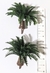 5 Palmeiras JARDIM 2,7cm a 4,5cm - comprar online