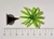 10 mini Plantas Palmeira na internet