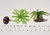 10 mini Plantas Palmeira - City3d