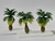 3 ou 6 Palmeiras JARDIM 3cm a 8,5cm - loja online