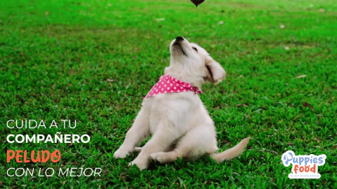 Video de Puppies Food | Comida para Mascotas a Domicilio en Puebla