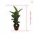 Muda Ficus Elástica Cloe - loja online