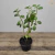 Muda Boldo Do Chile - Planta Medicinal - comprar online
