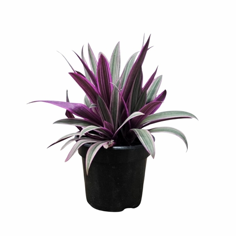 Muda Dracena Hoya Tricolor