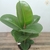 Muda Ficus Elástica Cloe na internet