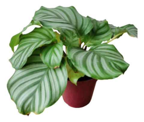 Calathea Orbifolia (caetê-redondo) Maranta