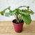 Calathea Orbifolia (caetê-redondo) Maranta - loja online
