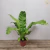 Muda Asplenium Nidus