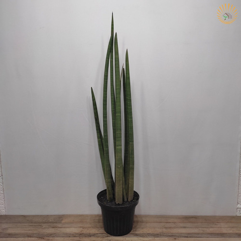 Sansevieria Lança De São Jorge Grande - comprar online