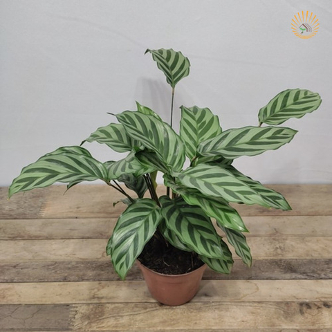 Muda Maranta / Calathea Freddie - comprar online