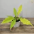 Muda Philodendron Gergaji Golden - comprar online