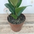 Muda Ficus Elástica Cloe - Estufa Urbana