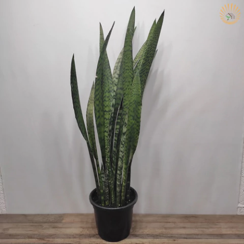 Sansevieria Espada De São Jorge Grande - comprar online
