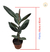 Muda Ficus Elástica Burgundy - loja online