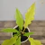 Muda Philodendron Gergaji Golden na internet