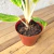 Aglaonema Queen - Estufa Urbana