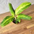 Aglaonema Queen - comprar online
