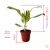Imagem do Aglaonema Queen