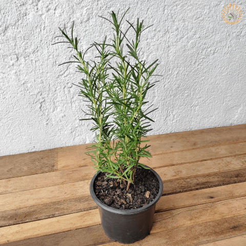 Alecrim - Muda - Erva aromática - comprar online