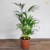 Palmeira Areca Bambu - Estufa Urbana