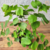Avenca Peruviana / Avencão (Samambaia) - comprar online