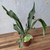 Muda Chifre-de-veado (platycerium Bifurcatum) - comprar online