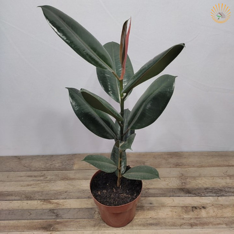 Muda Ficus Elástica Burgundy - comprar online