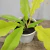 Muda Philodendron Gergaji Golden - Estufa Urbana