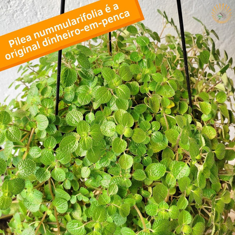 Vaso Pendente Dinheiro Em Penca - Pilea Nummularifolia