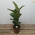 Muda Ficus Elástica Cloe - comprar online