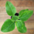 Boldo-africano (Plectranthus Barbatus) - Muda orgânico, Planta medicinal - comprar online