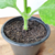 Boldo-africano (Plectranthus Barbatus) - Muda orgânico, Planta medicinal na internet