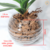 Arranjo tropical bromelia (planta artificial) + Vaso de vidro oval ondulado na internet