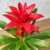 Bromélia Guzmania Finest Red na internet