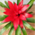 Bromélia Guzmania Finest Red - Estufa Urbana